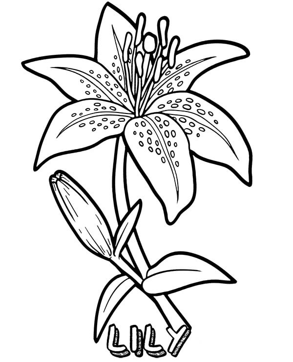 백합 꽃 coloring page