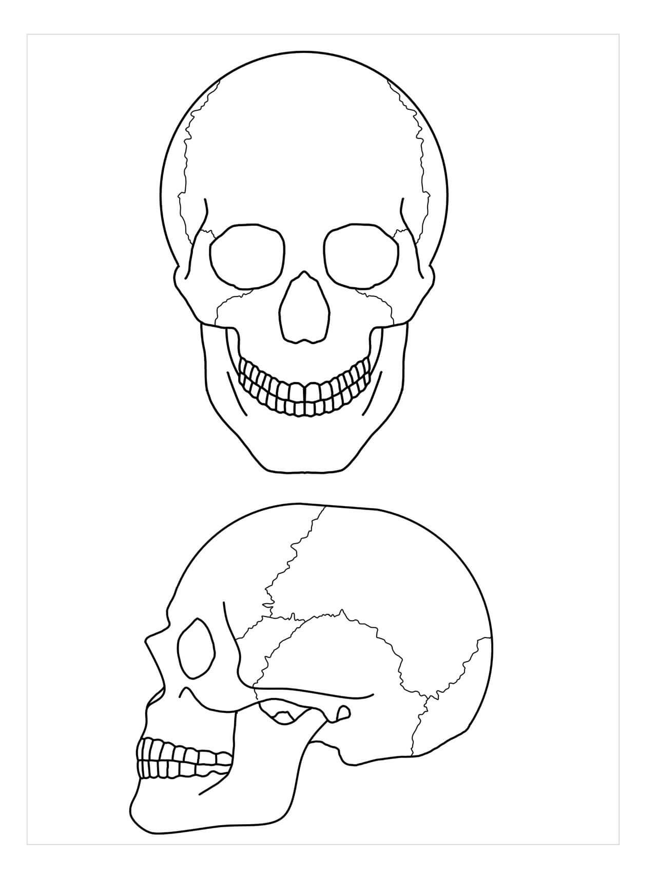 두 개의 두개골 해부학 coloring page