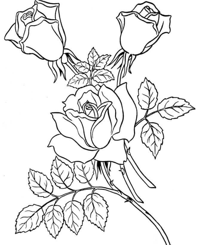 장미의 아름다운 가지 coloring page