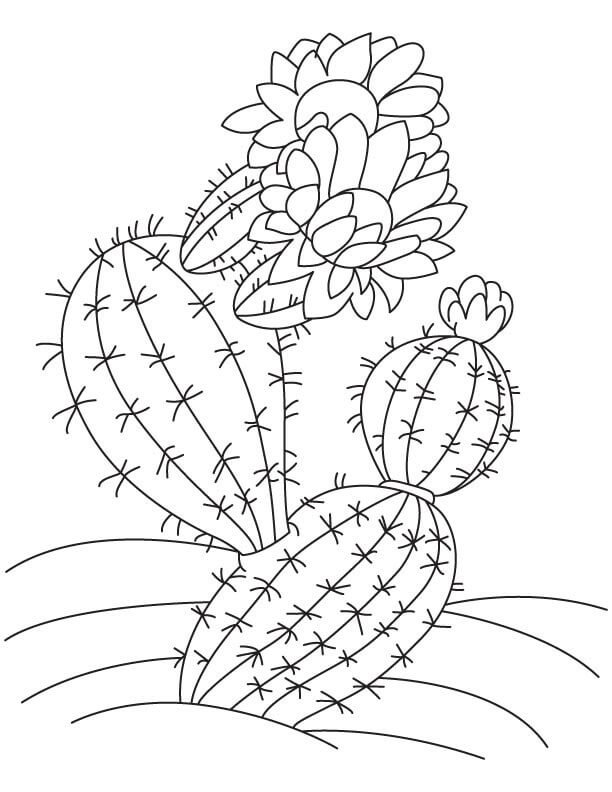 꽃과 선인장 coloring page