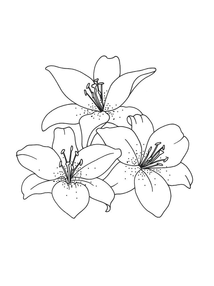 세 개의 백합 꽃 coloring page