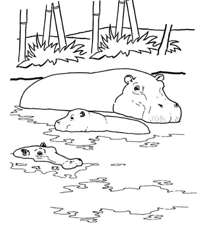 세마리의 하마가 수영하고 있다 coloring page