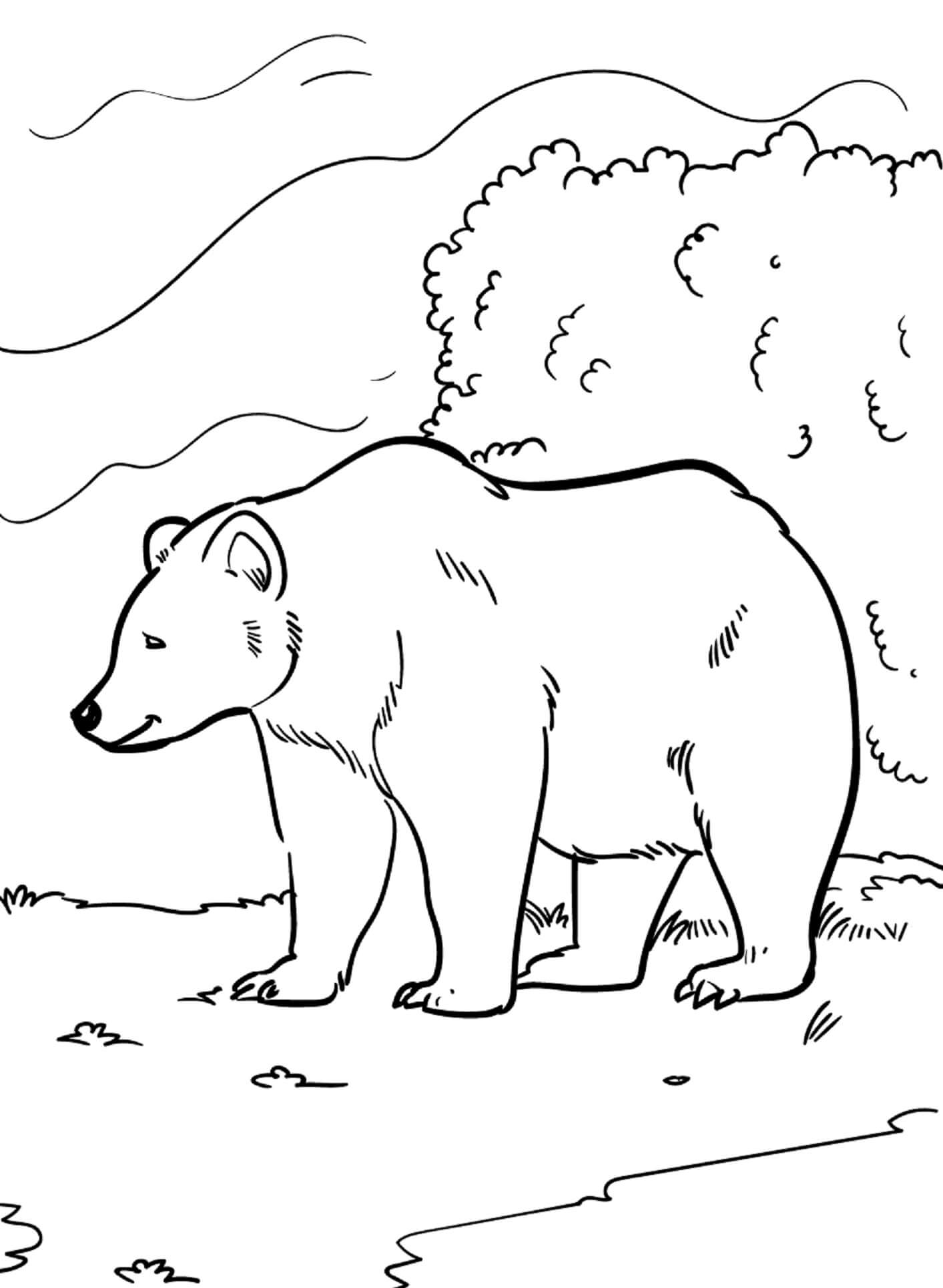 곰 – 시트 40 coloring page
