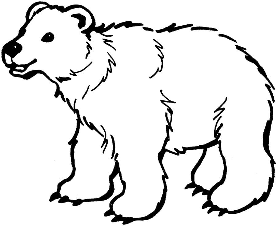 멋진 곰 coloring page