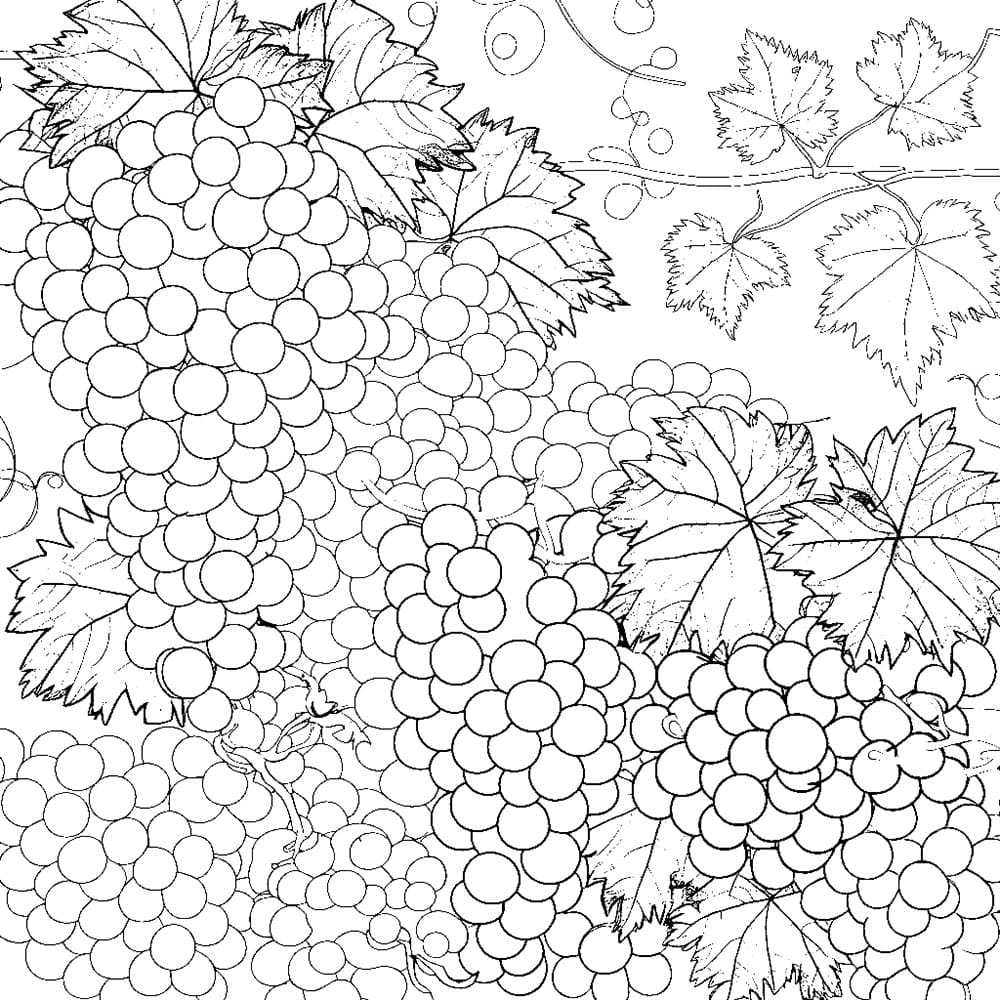 아이들을 위한 포도 이미지 coloring page