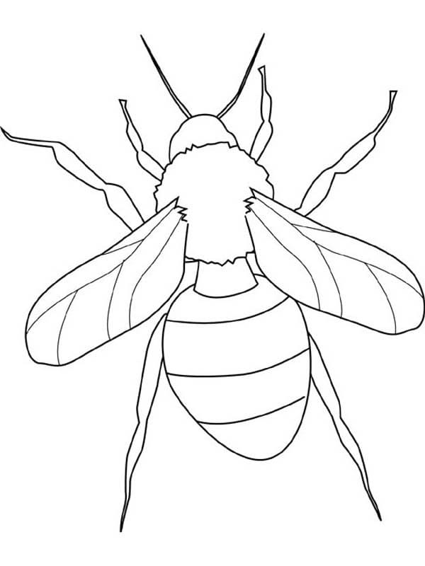 곤충 개요 인쇄 coloring page