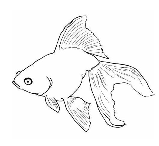 물고기 – 시트 21 coloring page