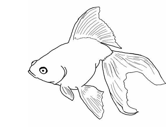 무료 물고기 이미지 coloring page