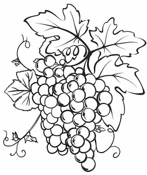 포도 JPG coloring page