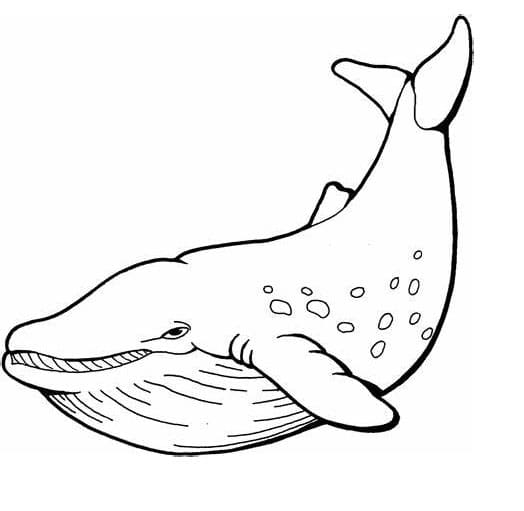 고래 – 시트 15 coloring page
