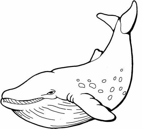 고래 – 시트 5 coloring page