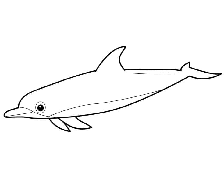 일반 돌고래 coloring page