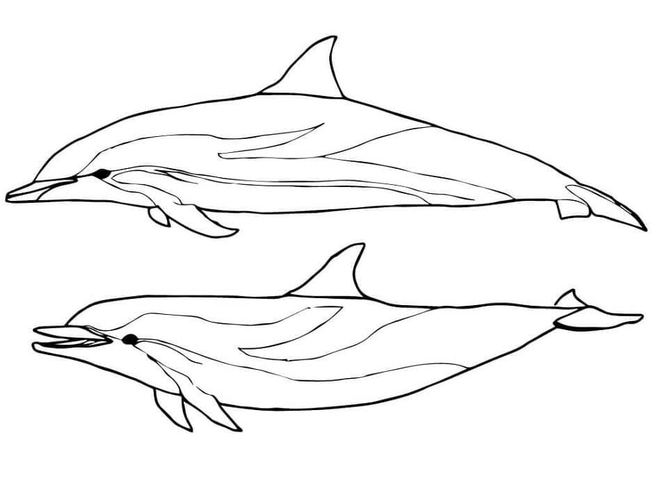 줄무늬 돌고래 coloring page