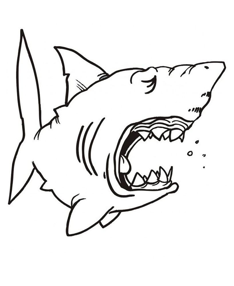 위험한 상어 coloring page