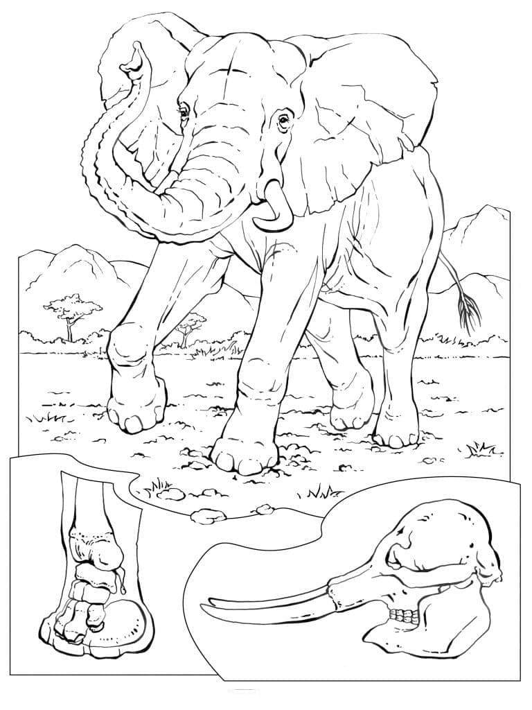 아프리카 코끼리 coloring page