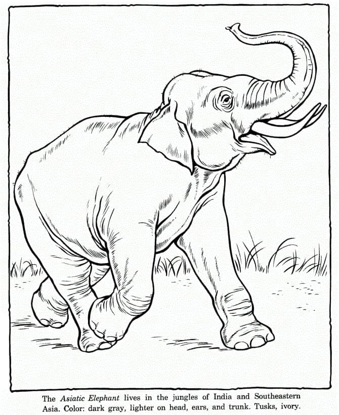 아시아코끼리 coloring page