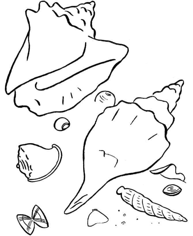 해변의 조개 coloring page