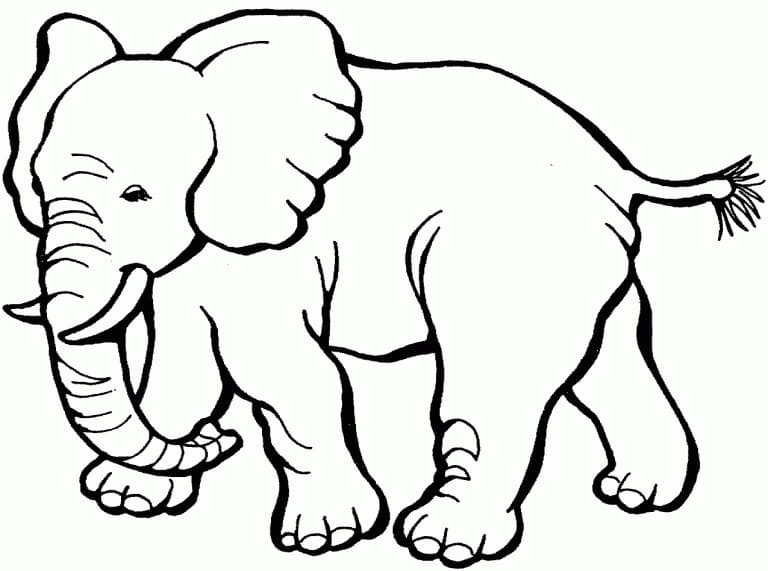 일반 코끼리 coloring page