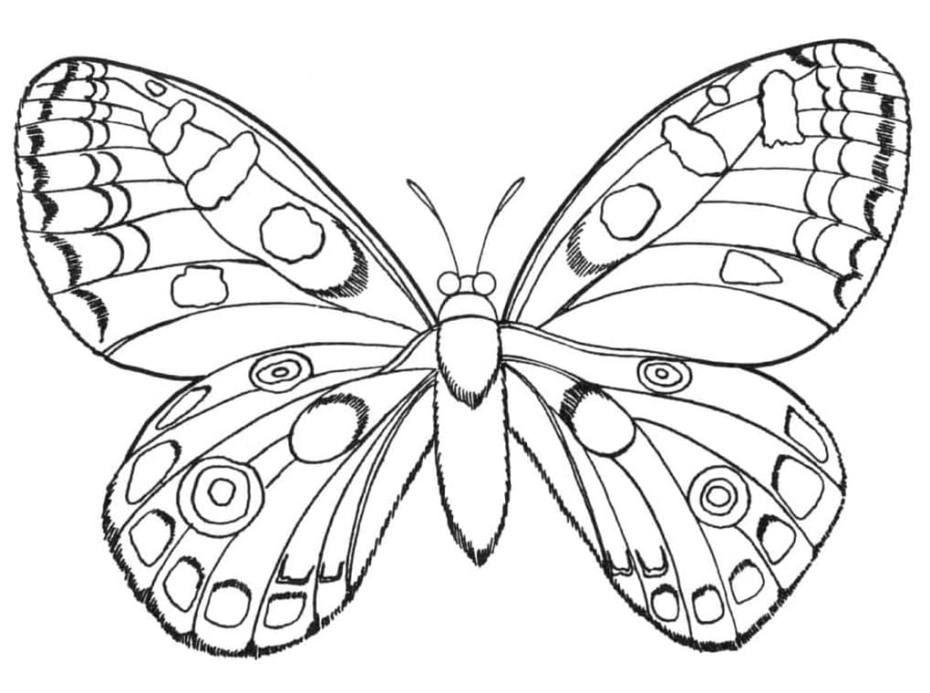 일반 나비 coloring page