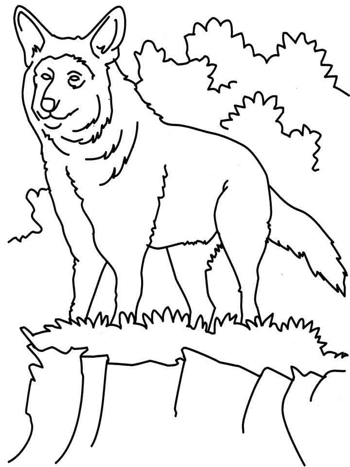 일반 늑대 coloring page