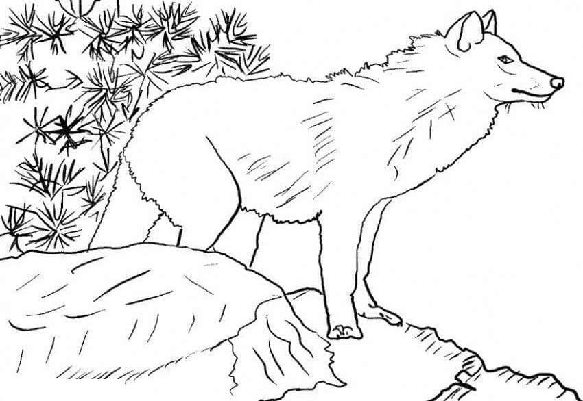 자유로운 늑대 coloring page