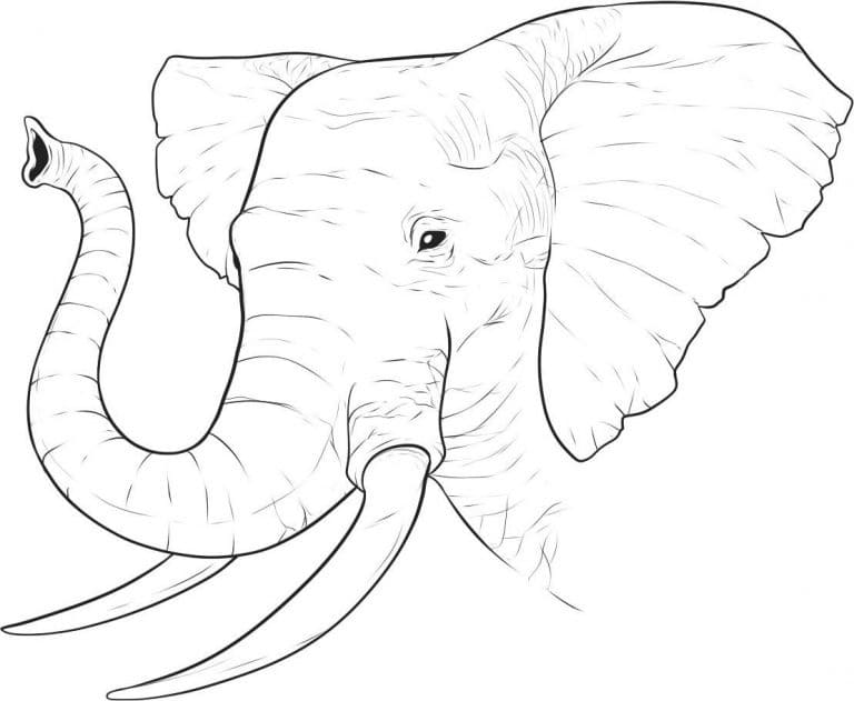 코끼리의 머리 coloring page
