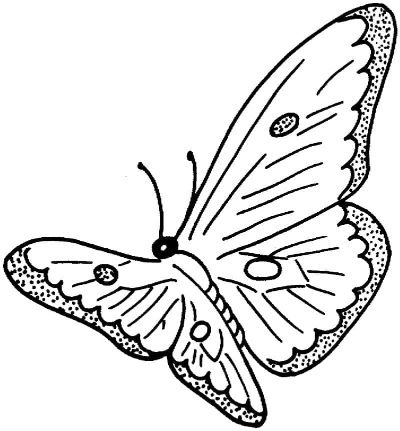 멋진 나비 coloring page