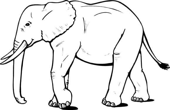 무료 코끼리 coloring page