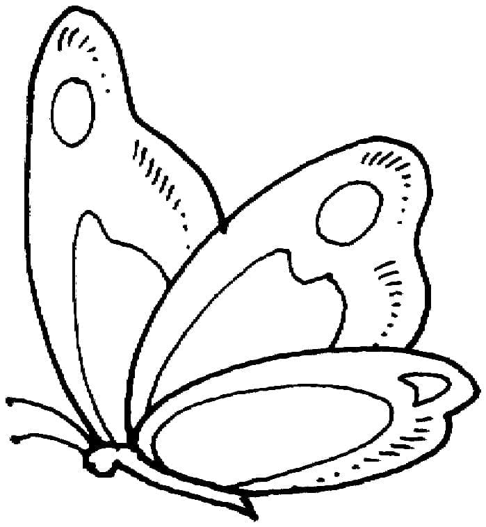 무료 나비 coloring page