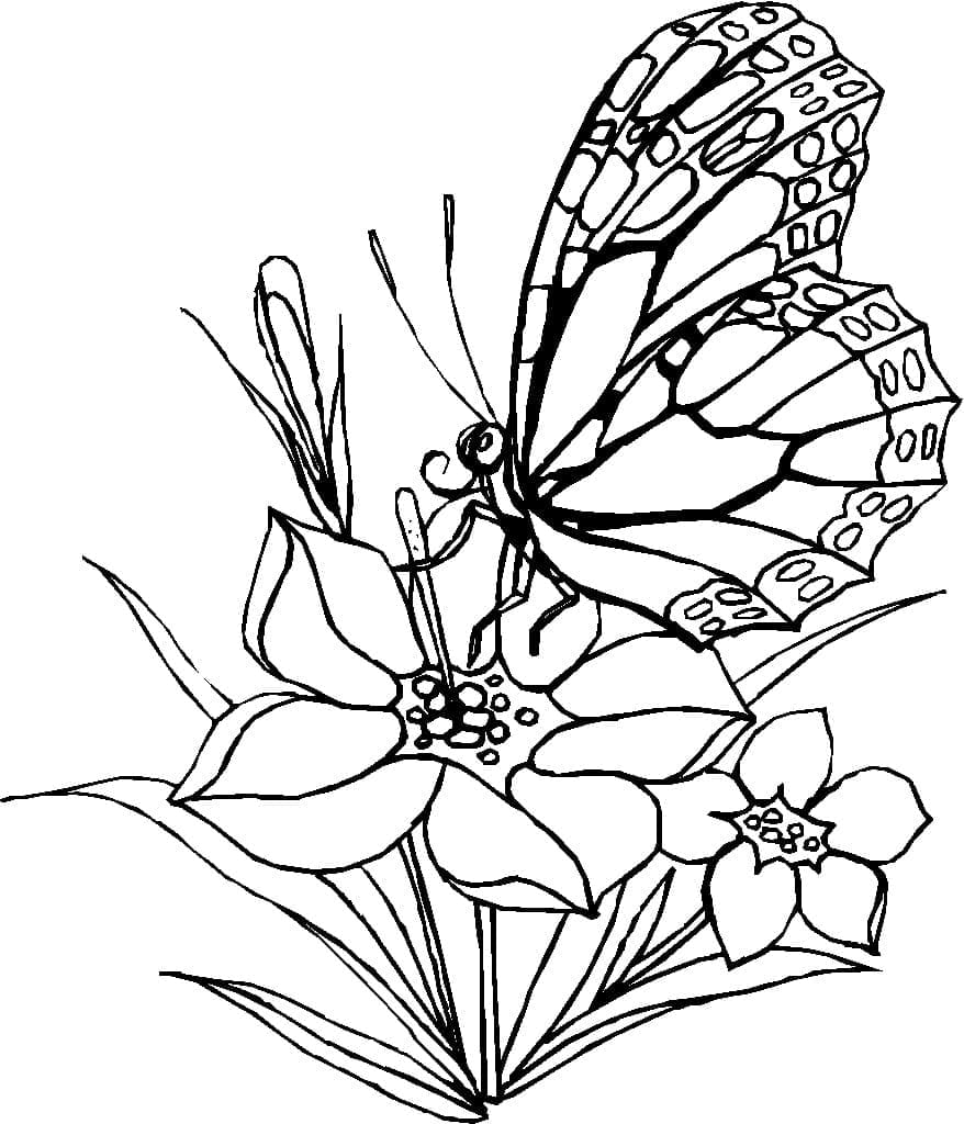 나비 2