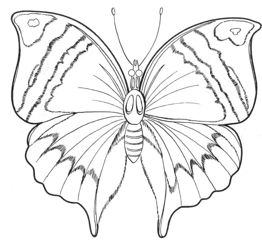 나비 coloring page