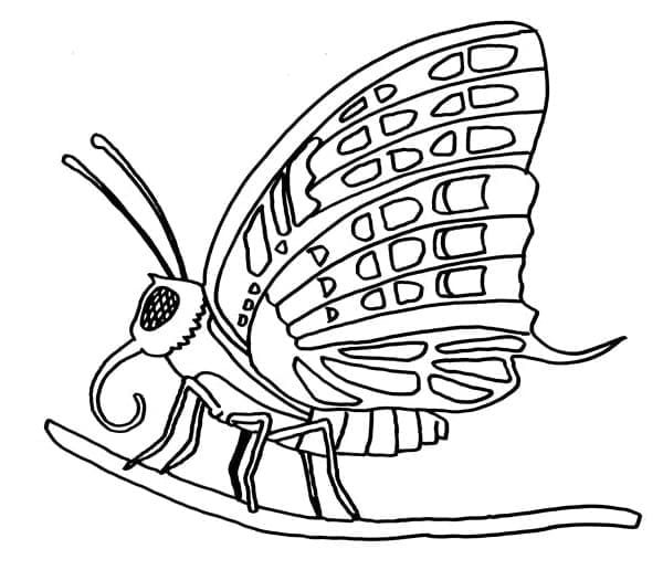 나비 무료 coloring page