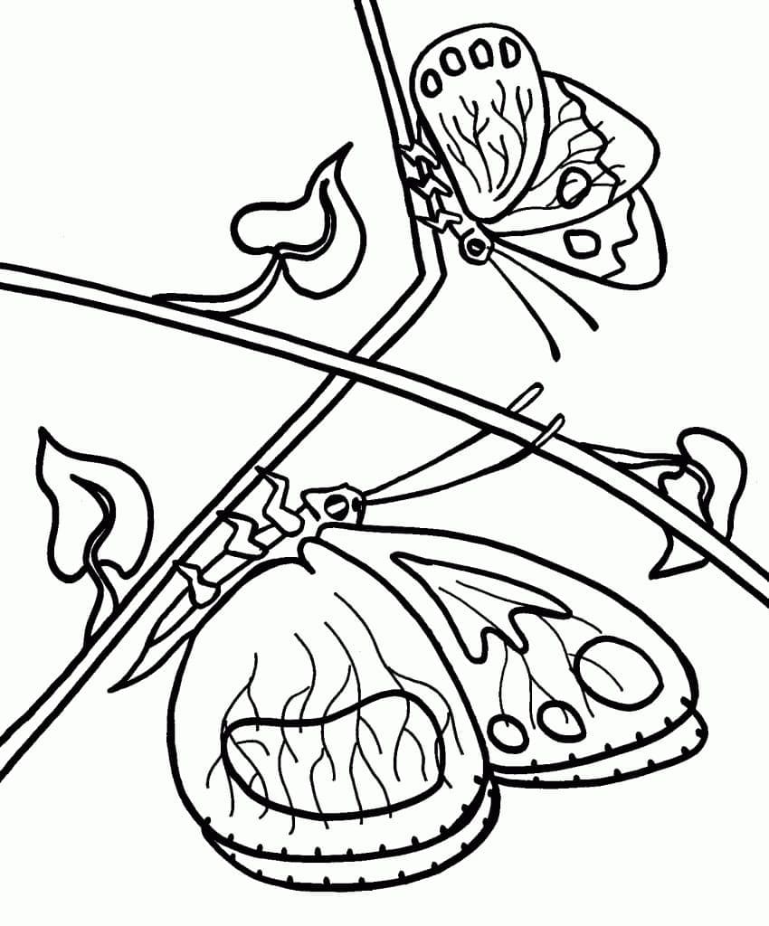 나비 coloring page