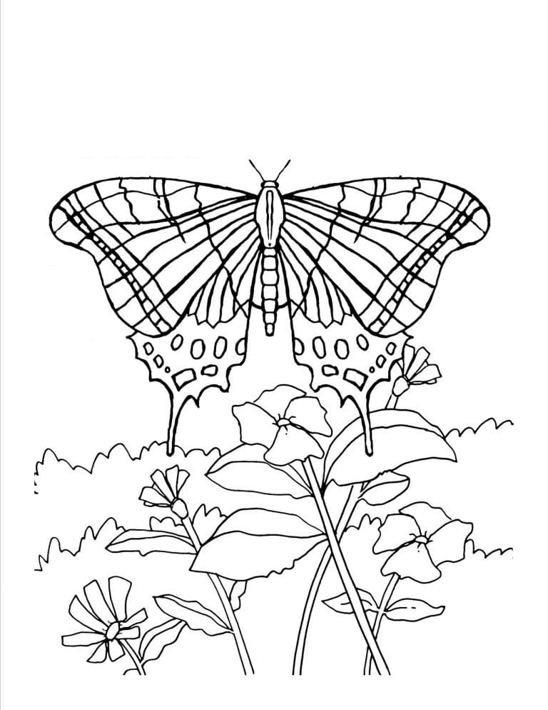 나비와 꽃밭 coloring page
