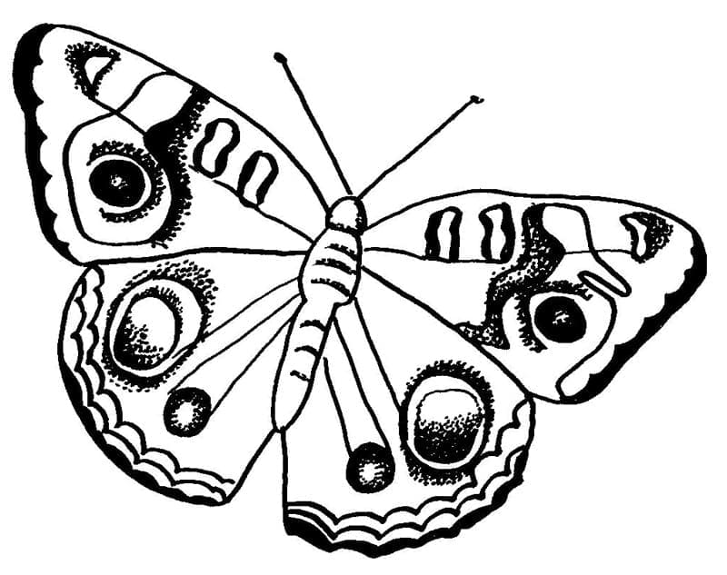 놀라운 나비 인쇄 가능