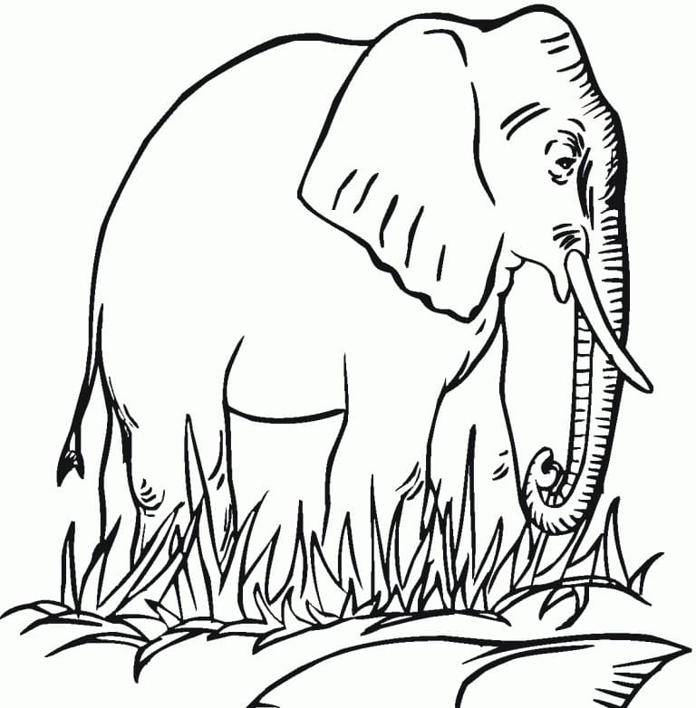 서있는 코끼리 coloring page
