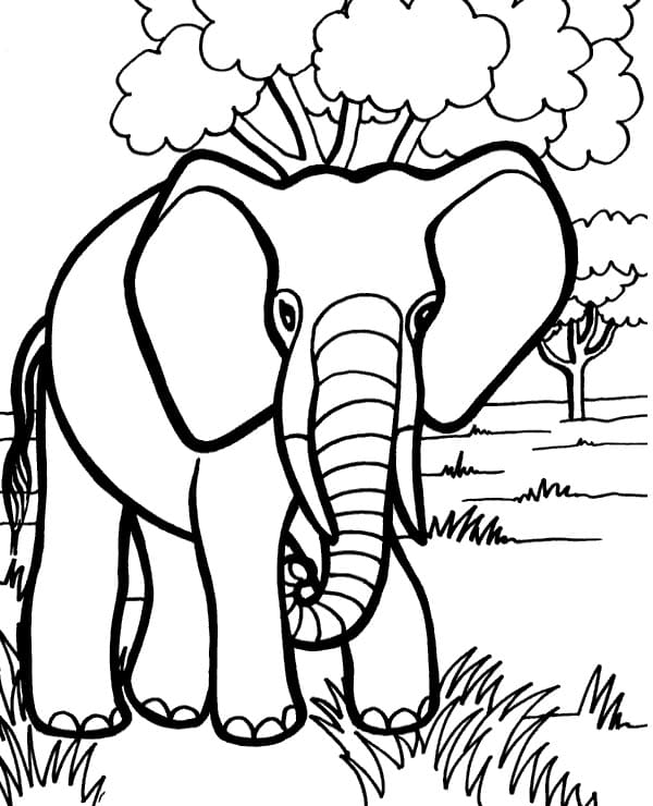 야생 코끼리 coloring page