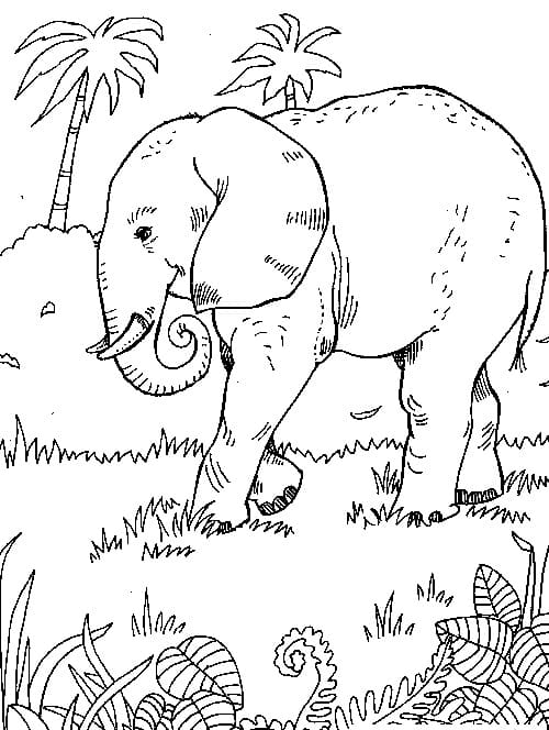 야생의 코끼리 coloring page