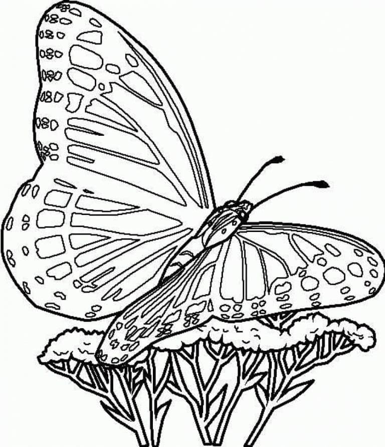 예쁜 나비 coloring page