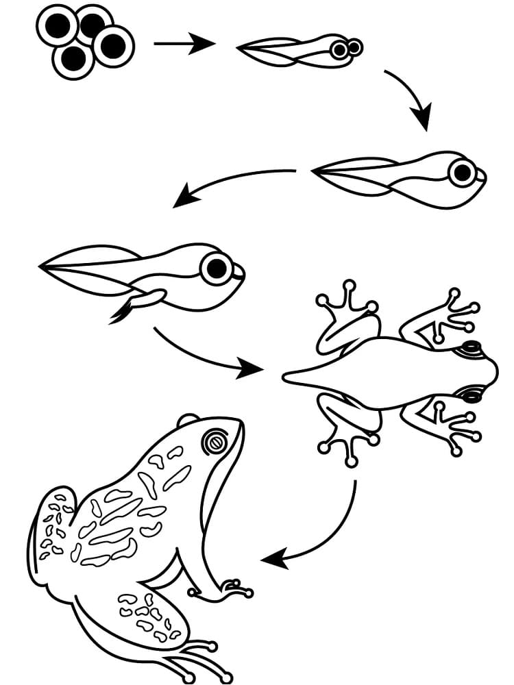 개구리 수명 주기 coloring page
