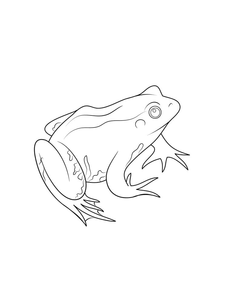 인쇄 가능한 개구리 coloring page