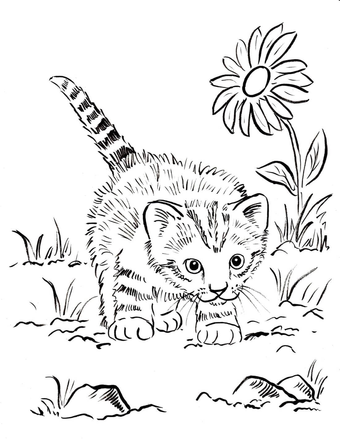 작은 새끼 고양이 coloring page