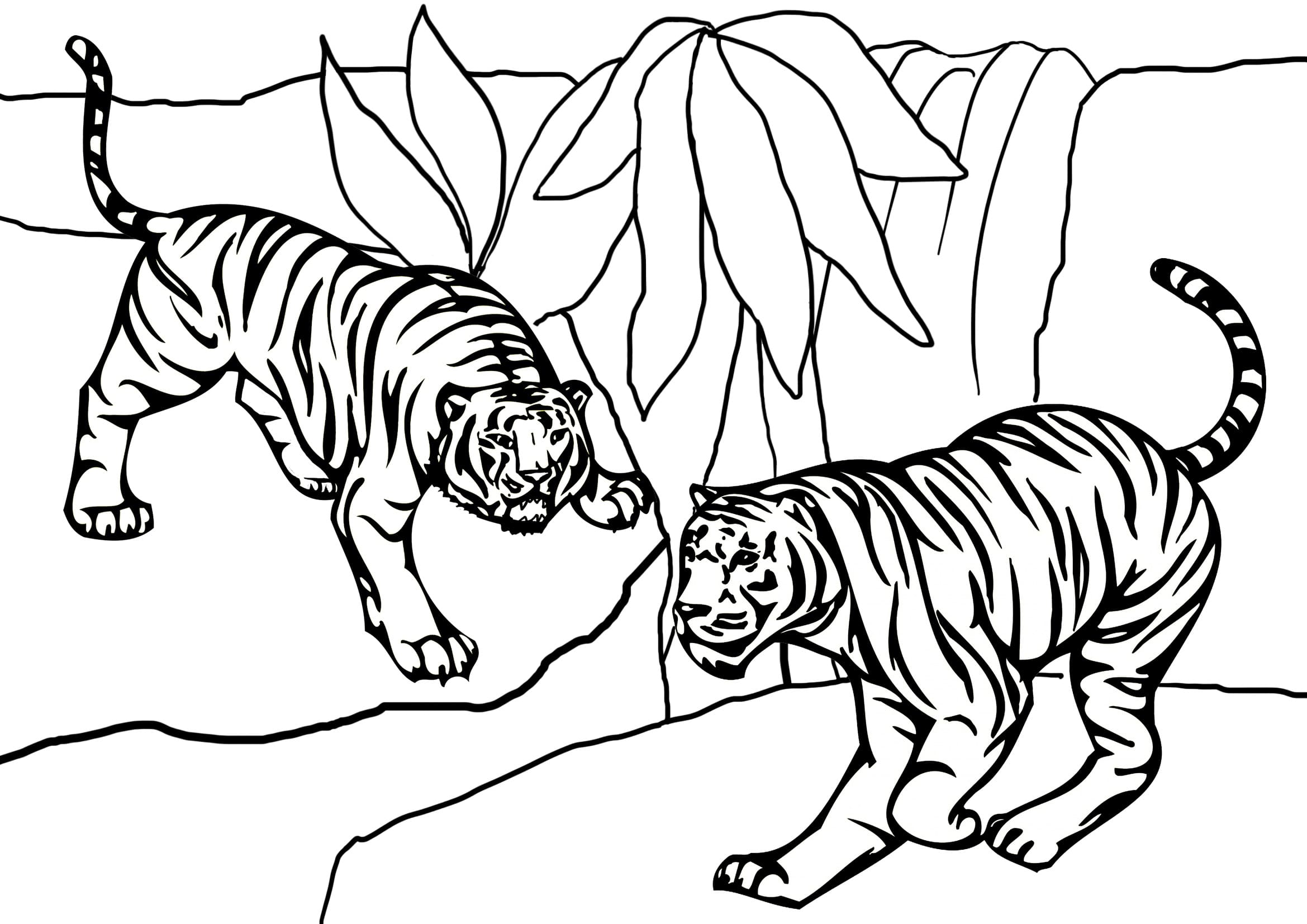 정글 타이거즈 coloring page