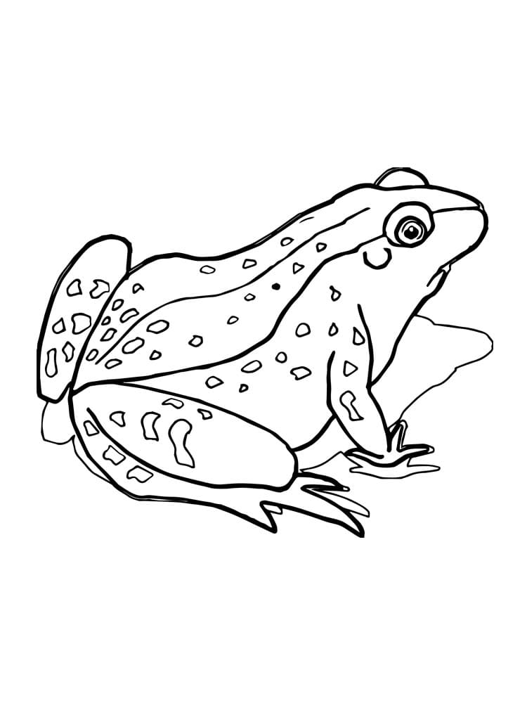 무료 개구리 coloring page