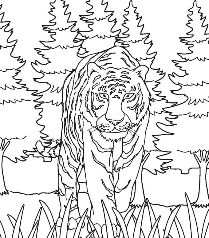 야생 호랑이 인쇄 가능 coloring page