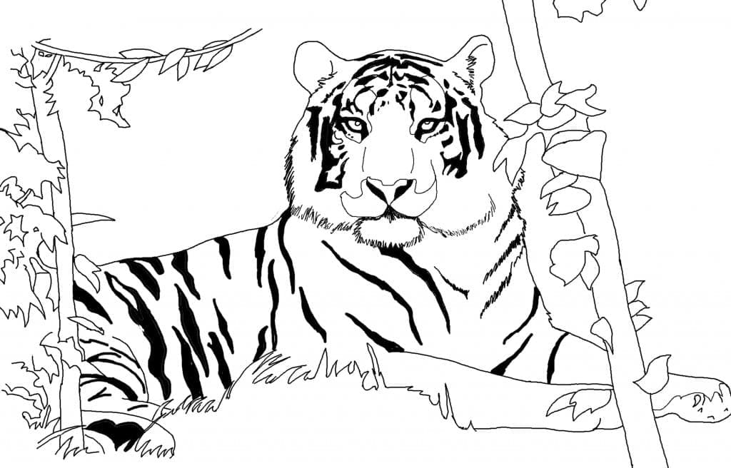 야생 호랑이 coloring page