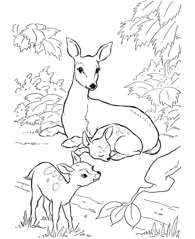 가족 사슴 coloring page