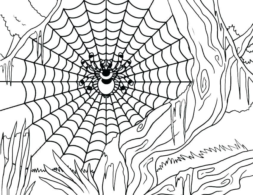 거미 이미지 coloring page