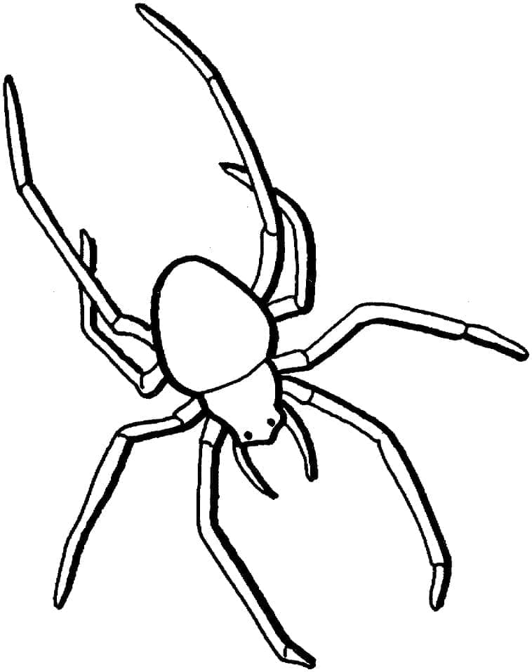 일반 거미 coloring page