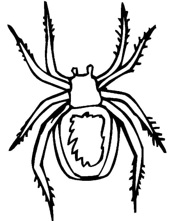 인쇄용 거미 coloring page